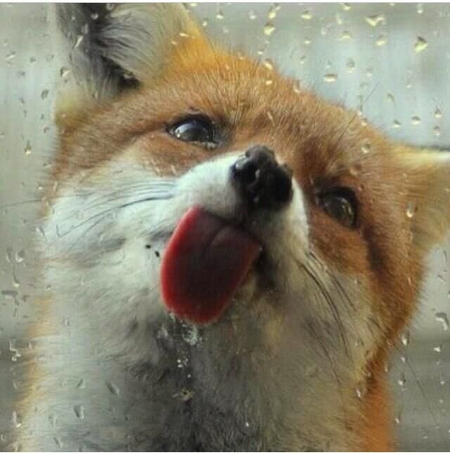 A cute picture of a fox tilting her head